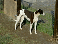 5-picture1.gif